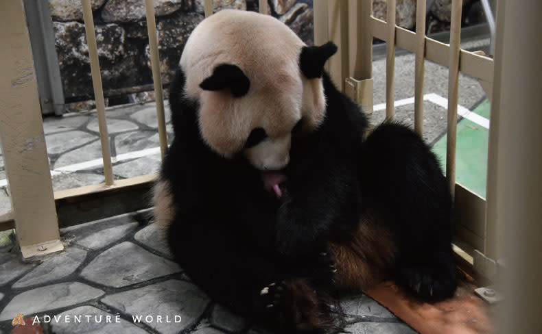 ジャイアントパンダの赤ちゃんが誕生しました 和歌山県公式観光サイト