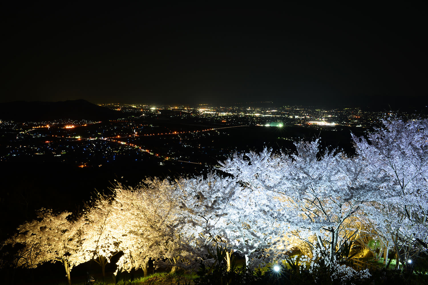 和歌山県公式観光サイト わかやま観光 イベント情報 和歌山県公式観光サイト