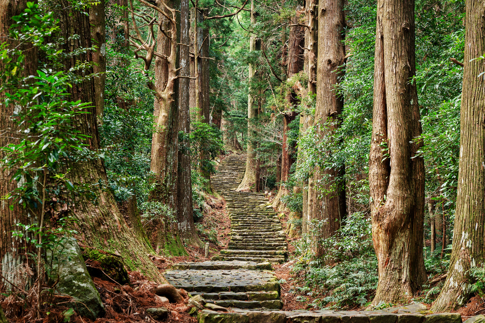 わかやま観光 熊野古道 大門坂 | 和歌山県公式観光サイト