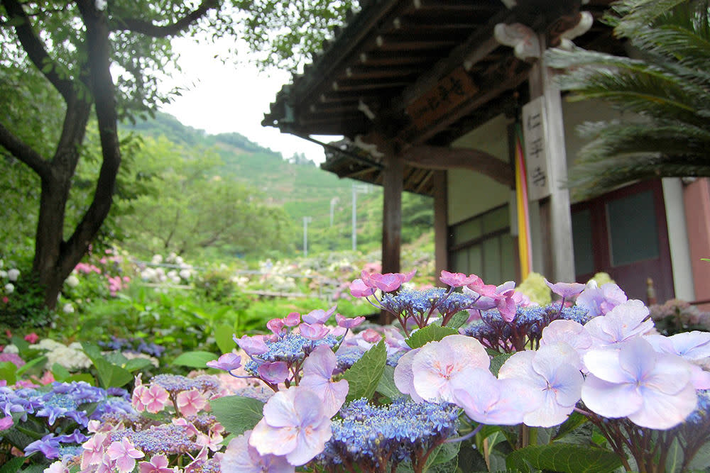 img seasonal hydrangea01-04