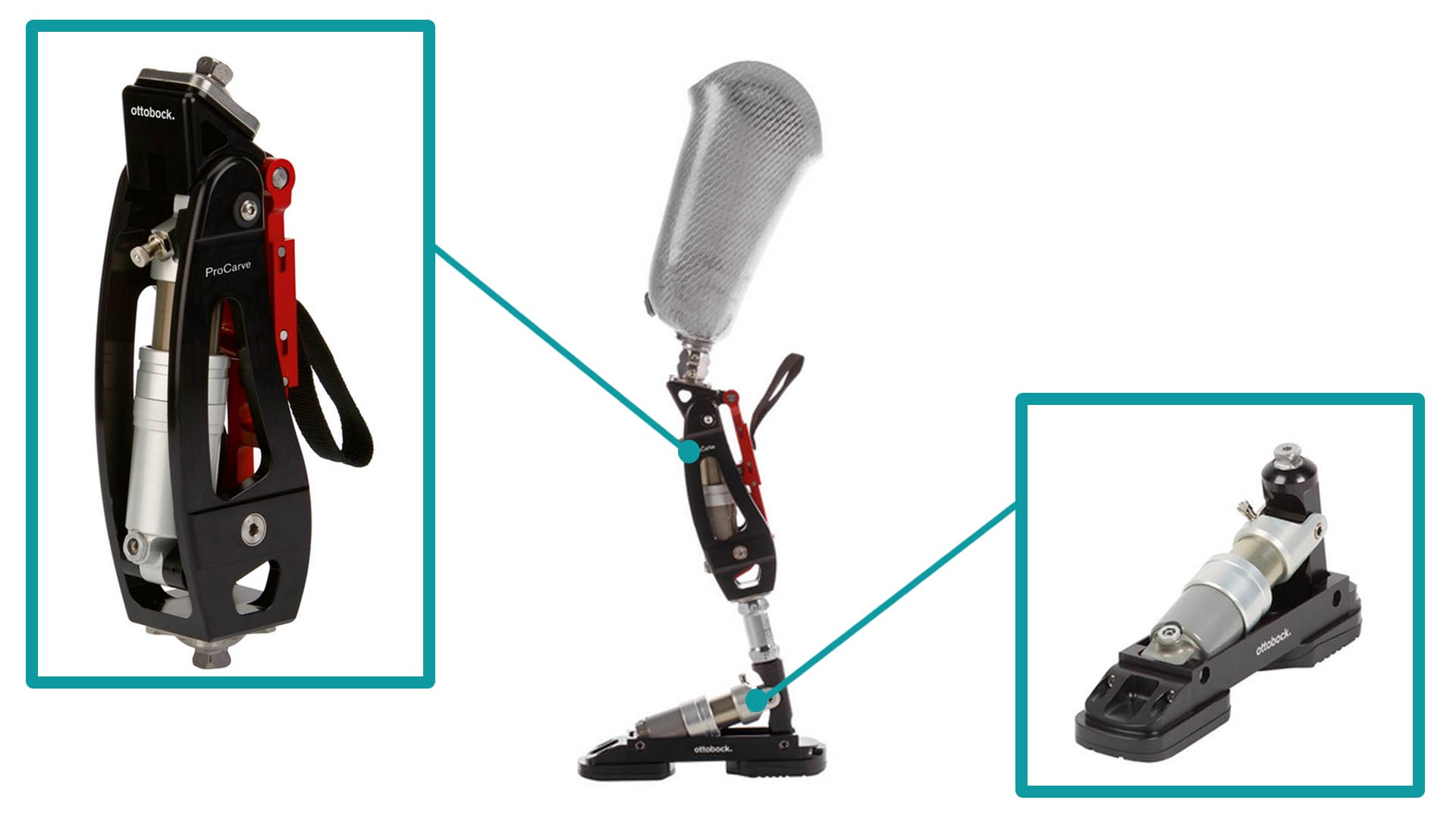 procarve structure_JA-JP