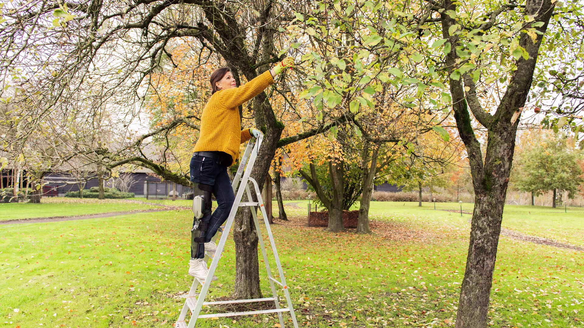 Eine Frau mit der Beinorthese C-Brace steht auf einer Leiter und schneidet Äste an einem Baum