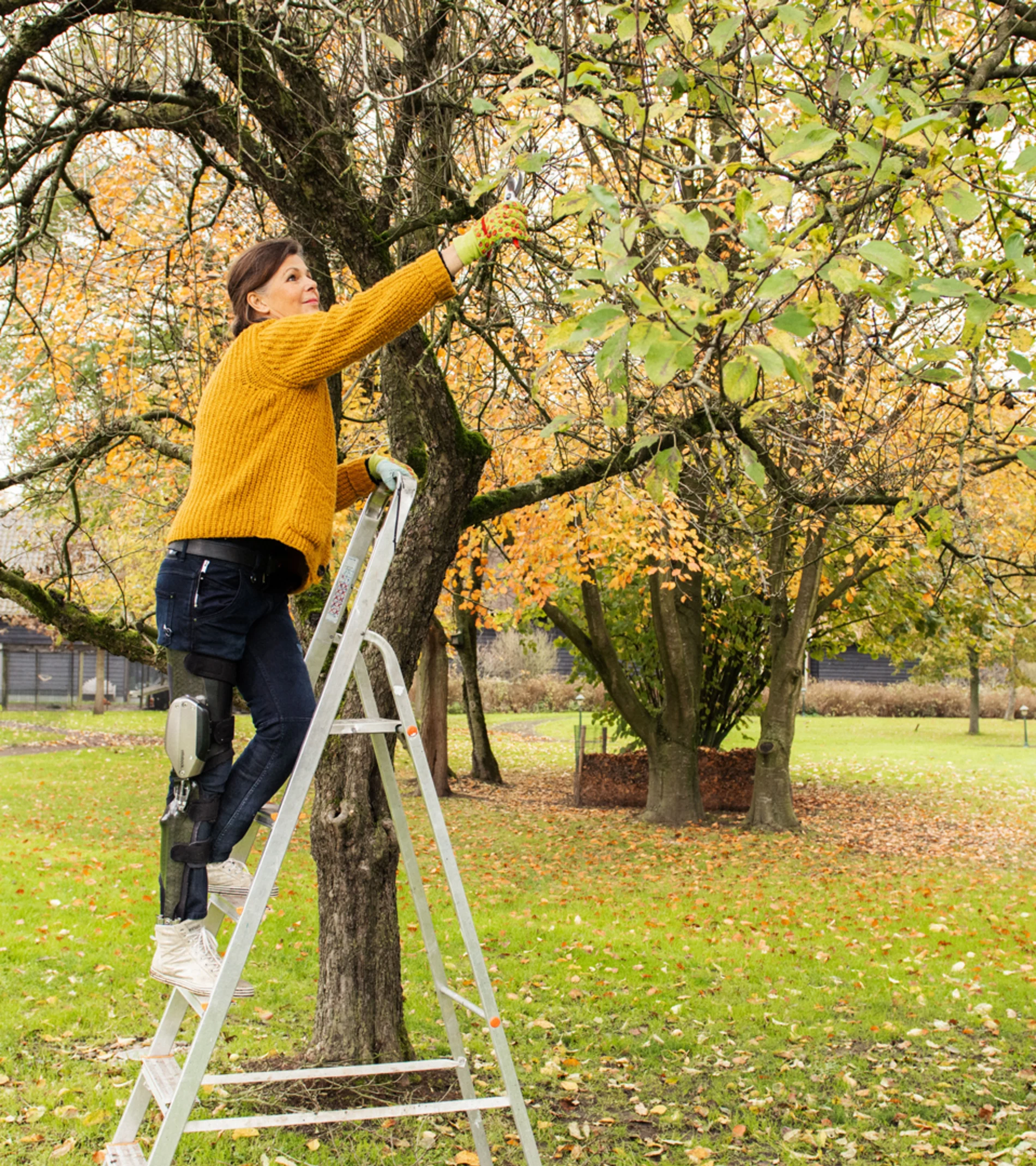 Eine Frau mit der Beinorthese C-Brace steht auf einer Leiter und schneidet Äste an einem Baum