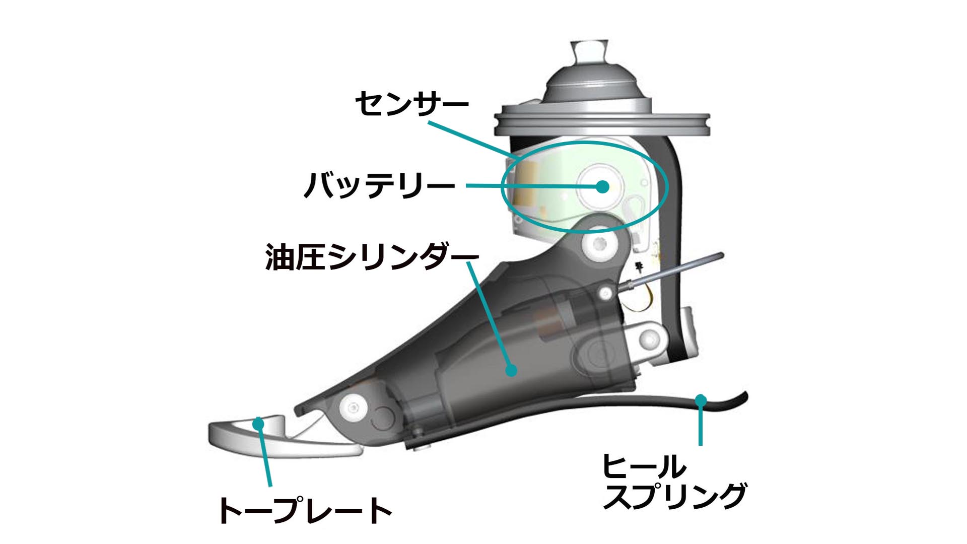 義足 コンピューター制御足部 Meridiumメリディウム 構造