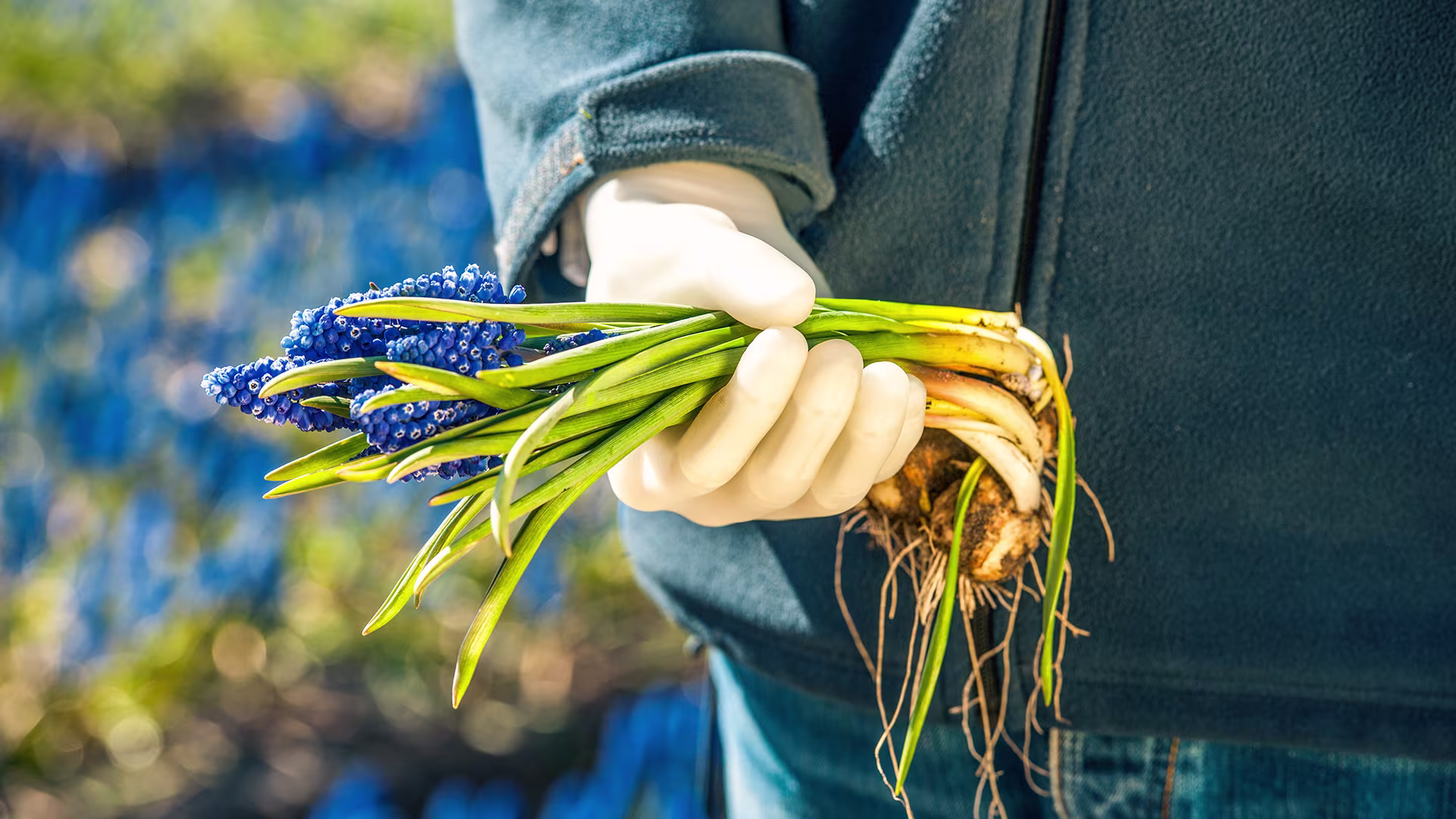 Prosthetic hand user gardening, holding flowers to be replanted with ease and independence.