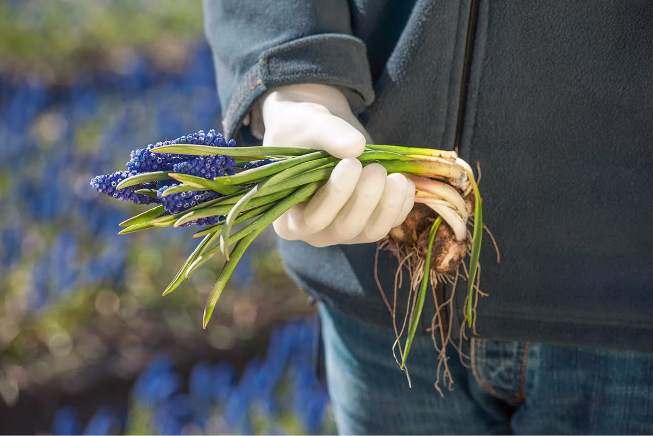 Ein Armprothesenträger arbeitet im Garten und erntet Pflanzen. Er trägt dabei die Michelangelo Hand von Ottobock.