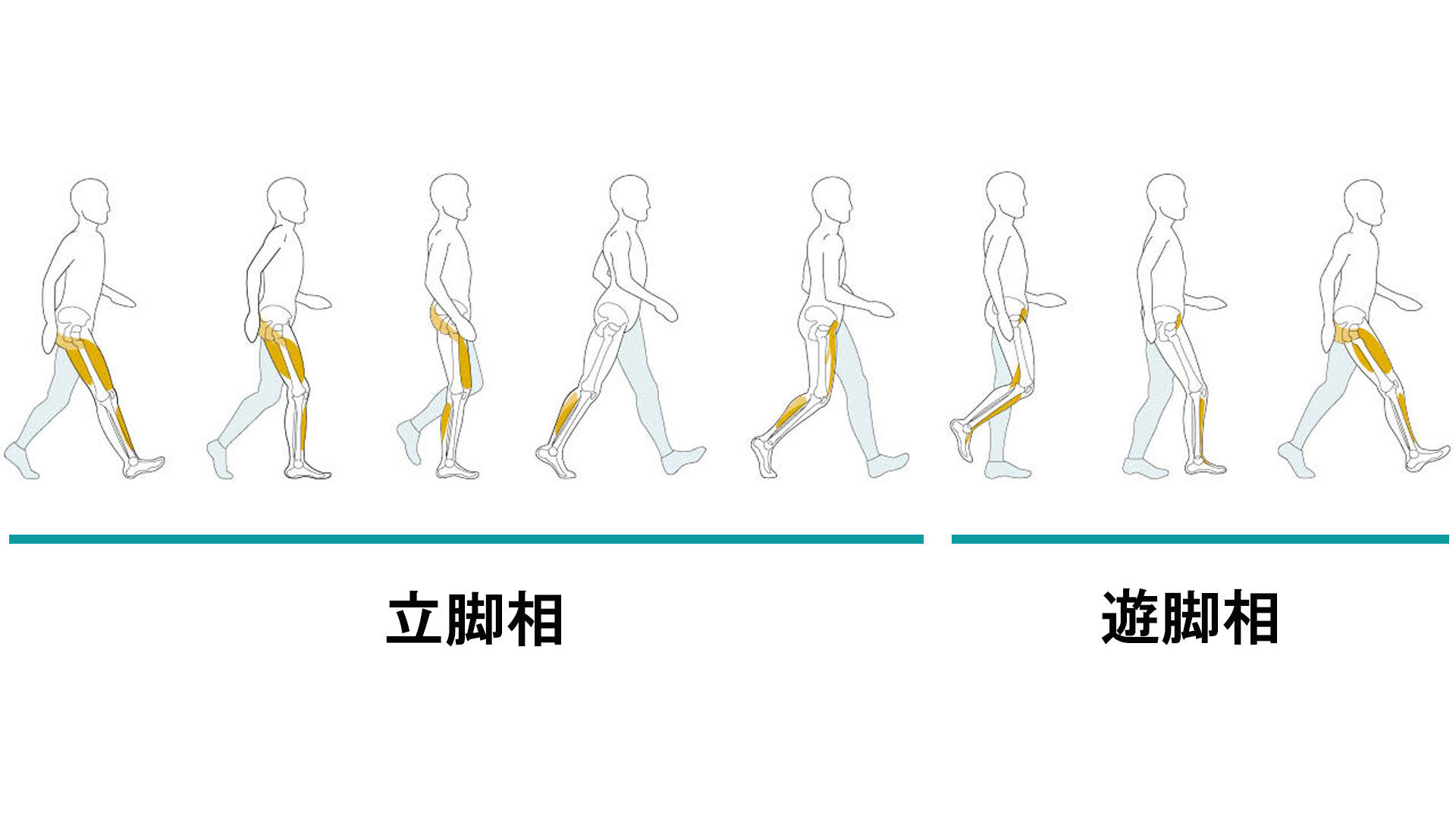 義足の専門用語