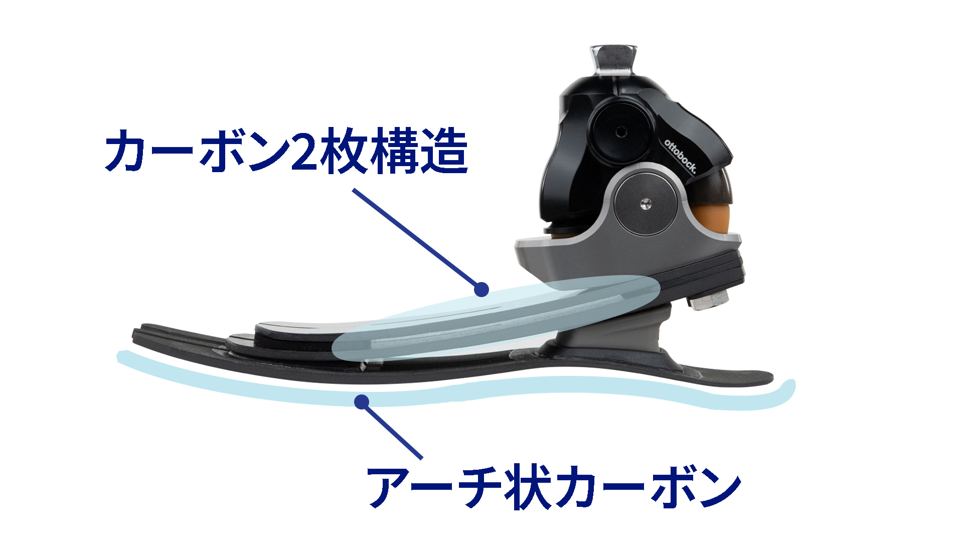 1C56 structure-carbon_JA-JP