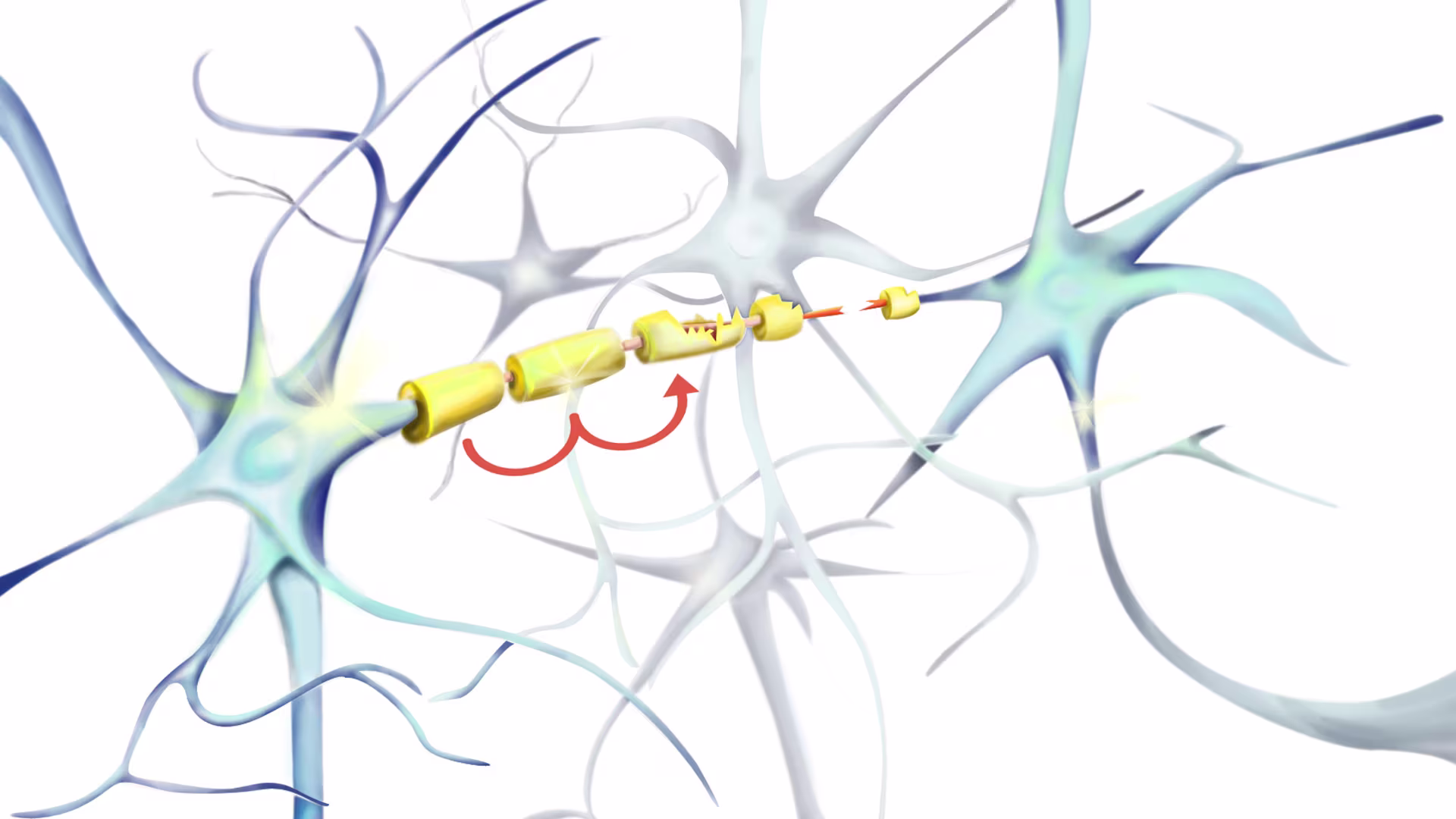 Abbildung Nervensystem Multiple Sklerose