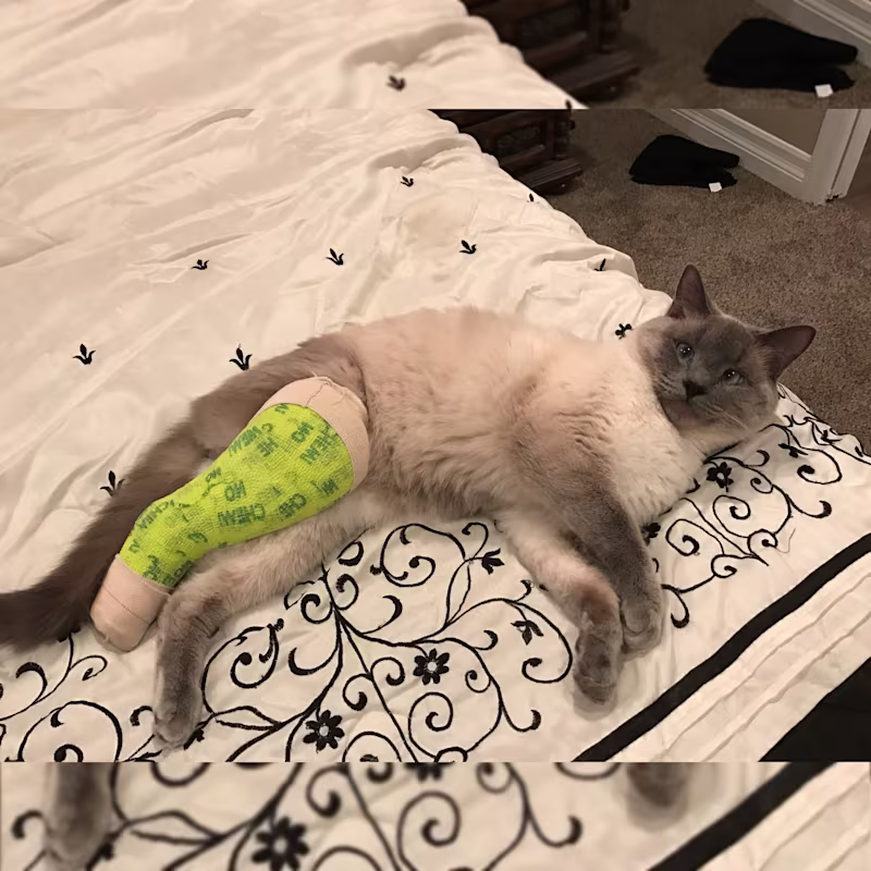 Un chat avec une jambe cassée