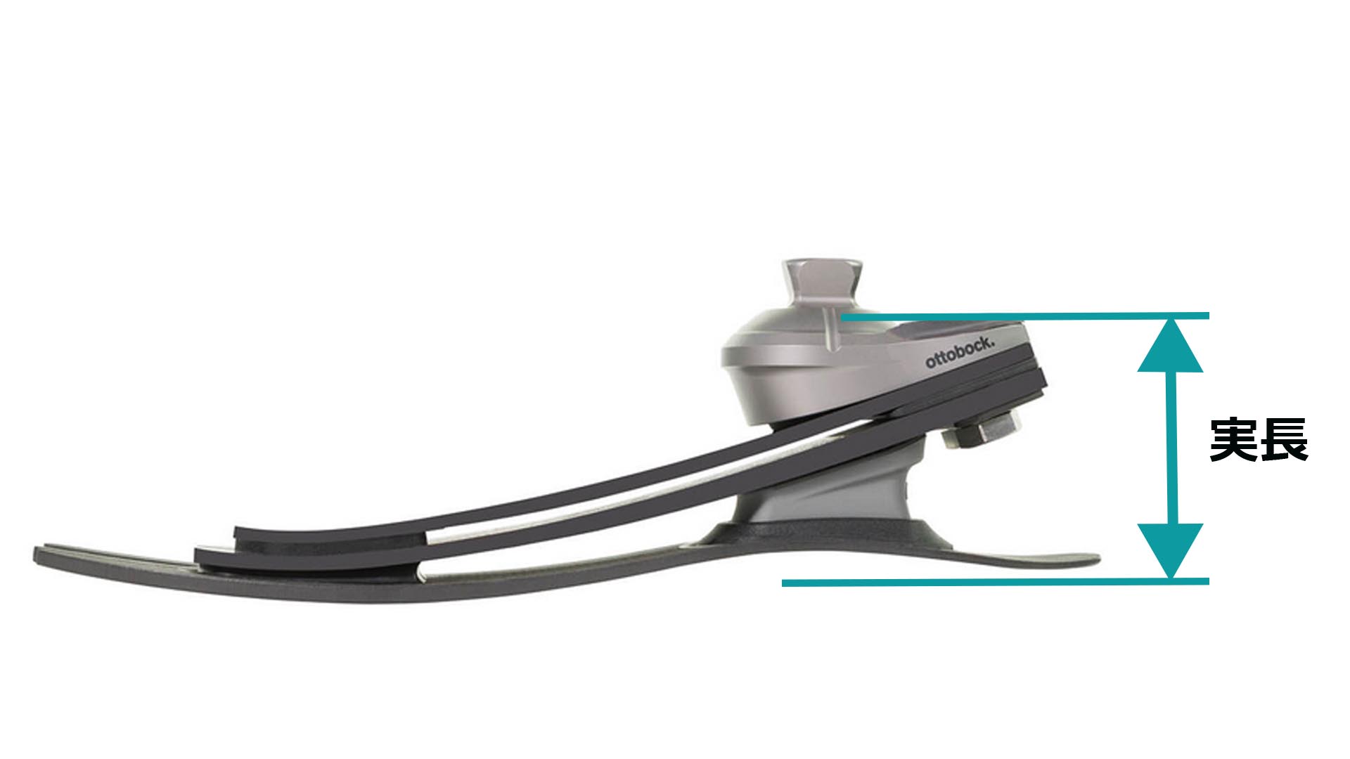 義足足部 1C53タレオLP カーボン構造 低床足部の常識を覆す滑らかさ