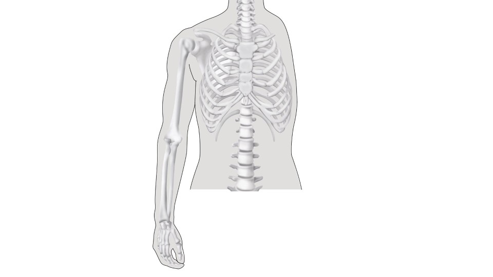 amputation level upper limb drawing 16 9 content-8