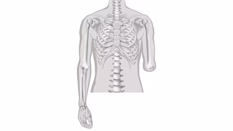 An illustration of the human skeleton. The left forearm and hand are missing to portray an elbow disarticulation