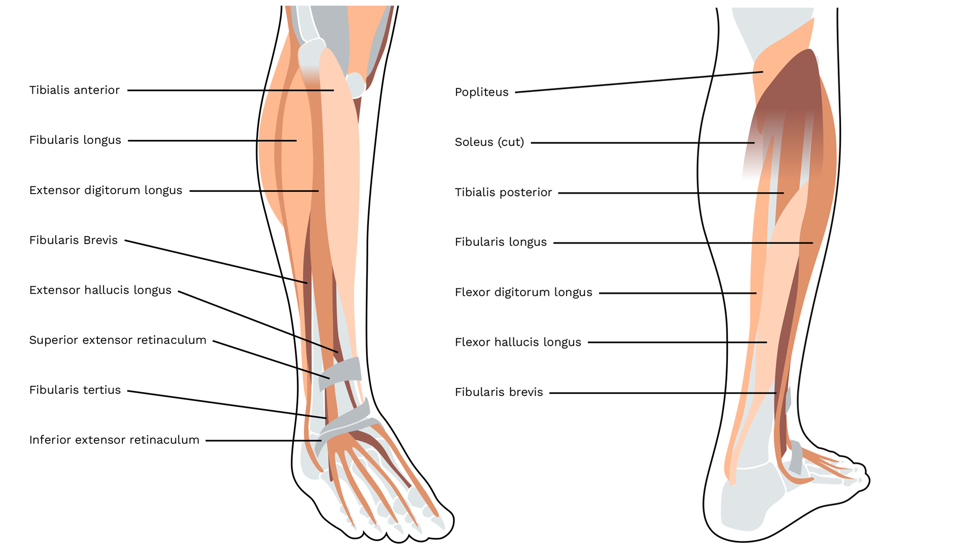 The illustration shows the lower leg muscles of a human being from the front and back. The individual muscles are labelled with their Latin names.