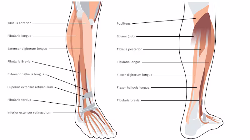 The illustration shows the lower leg muscles of a human being from the front and back. The individual muscles are labelled with their Latin names.