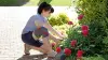 Женщина в наколеннике Genu Sensa ухаживает за цветами в саду.
