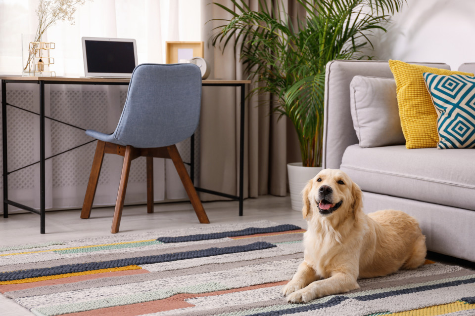 Diseño de interiores para apartamentos pet friendly