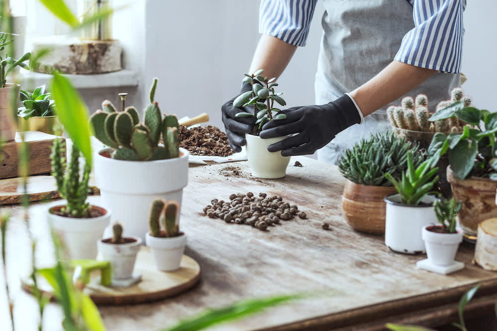 Aprende a decorar con plantas tu hogar