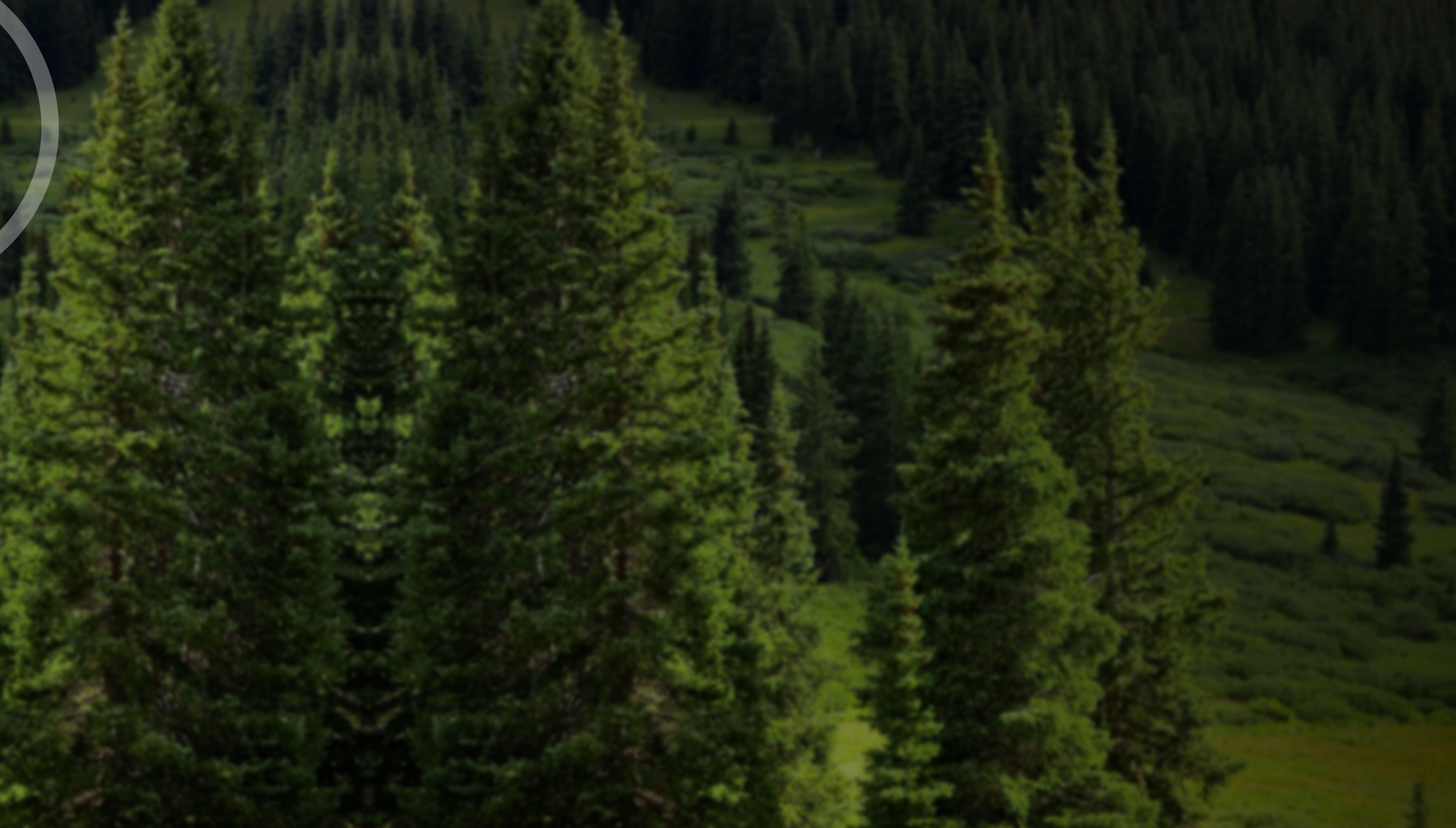 bg-banner-pino-claro