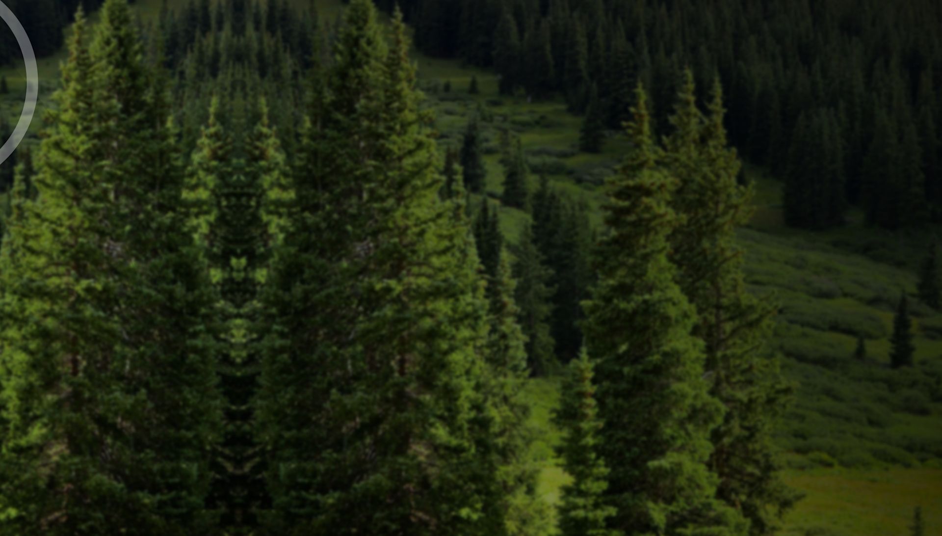 bg-banner-pino-claro