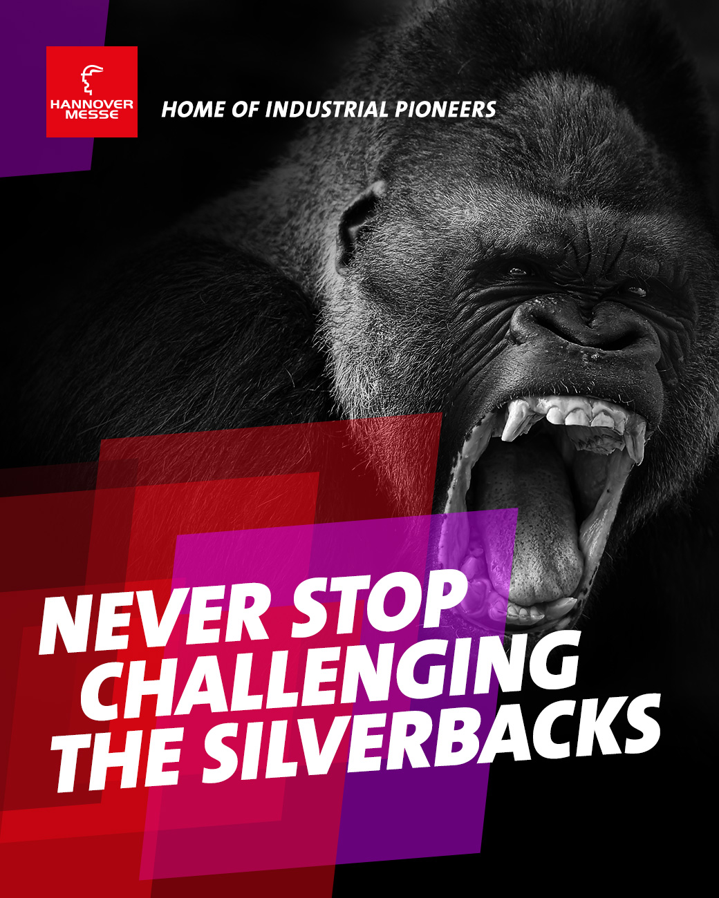 Ein Bild von einem Gorillakopf in Schwarz-Weiß  auf schwarzem Hintergrund davor sind lila und rote Vierecke mit dem Text „NEVER STOP CHALLENGING THE SILVERBACKS“