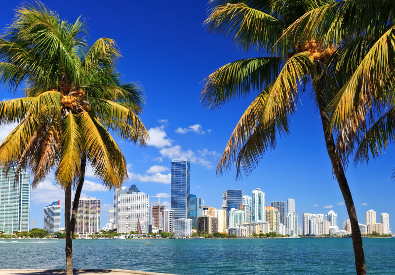 A view of skyscrapers amid palm trees in a Florida city