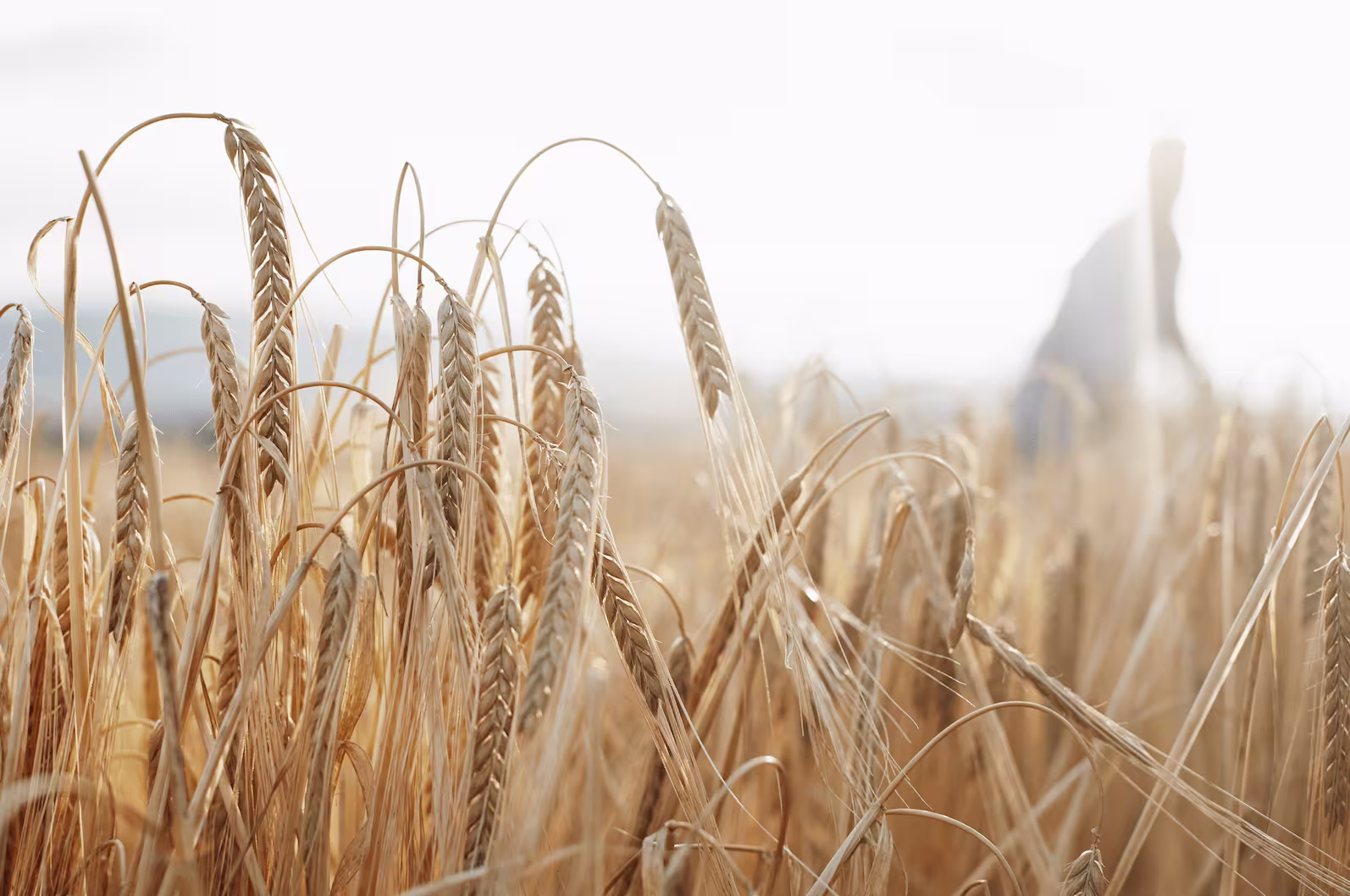 there is a field of wheat that is ready to be harvested