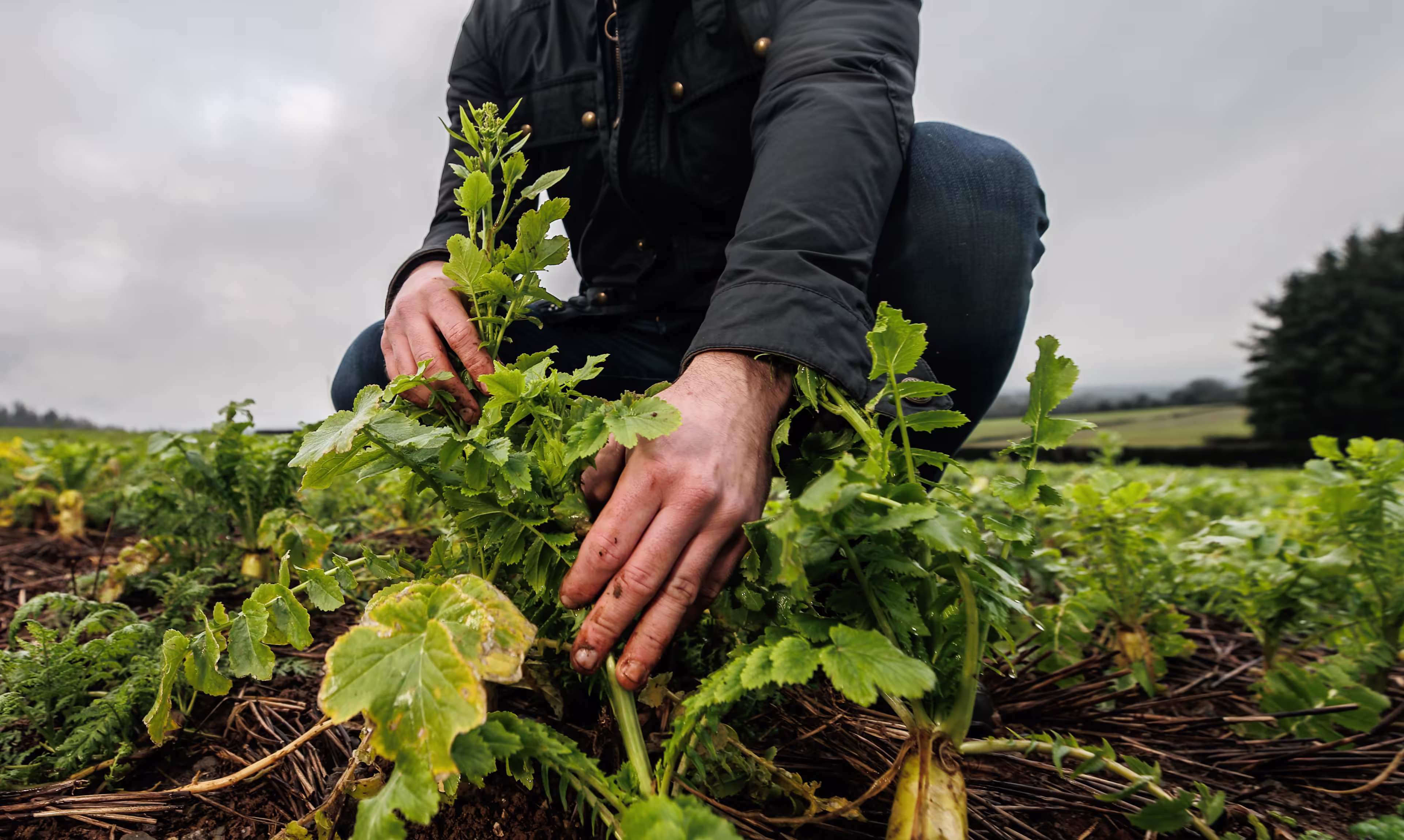 arafed man kneeling in a field of plants with a cloudy sky