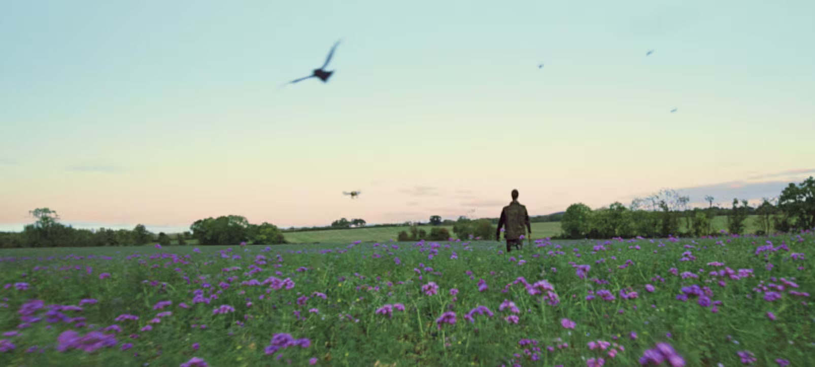 Image of a bird flying in the sky above a field