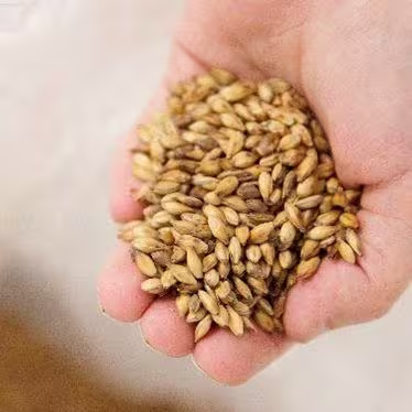 Guinness Working With Irish farmers - closeup