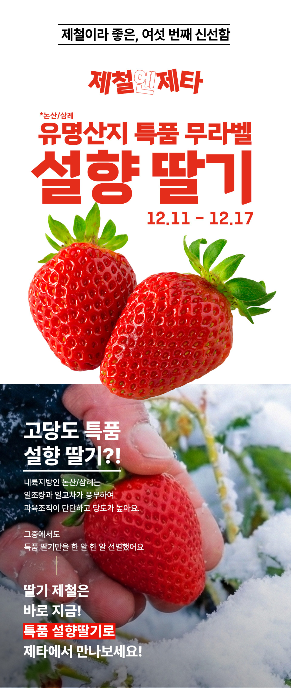 제철이라 좋은, 여섯 번째 신선함 제철엔제타 논산,삼례 유명산지 특품 무라벨 설향 딸기 12. 11 ~ 12. 17
고당도 특품 설향 딸기? 내륙지방인 논산, 삼례는 일조량과 일교차가 풍부하여 과육조직이 단단하고 당도가 높아요.
그중에서도 특품 딸기만을 한 알 한 알 선별했어요 
딸기 제철은 바로 지금! 특품 설향딸기로 제타에서 만나보세요!