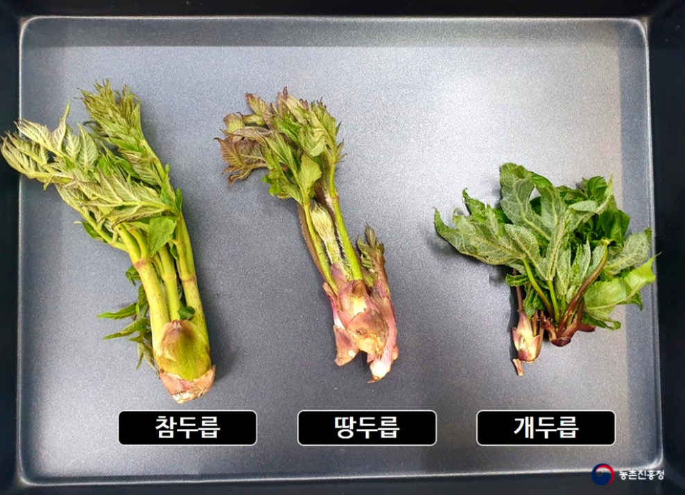 땅두릅과 참두릅 비교