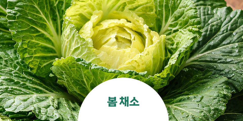 봄 채소