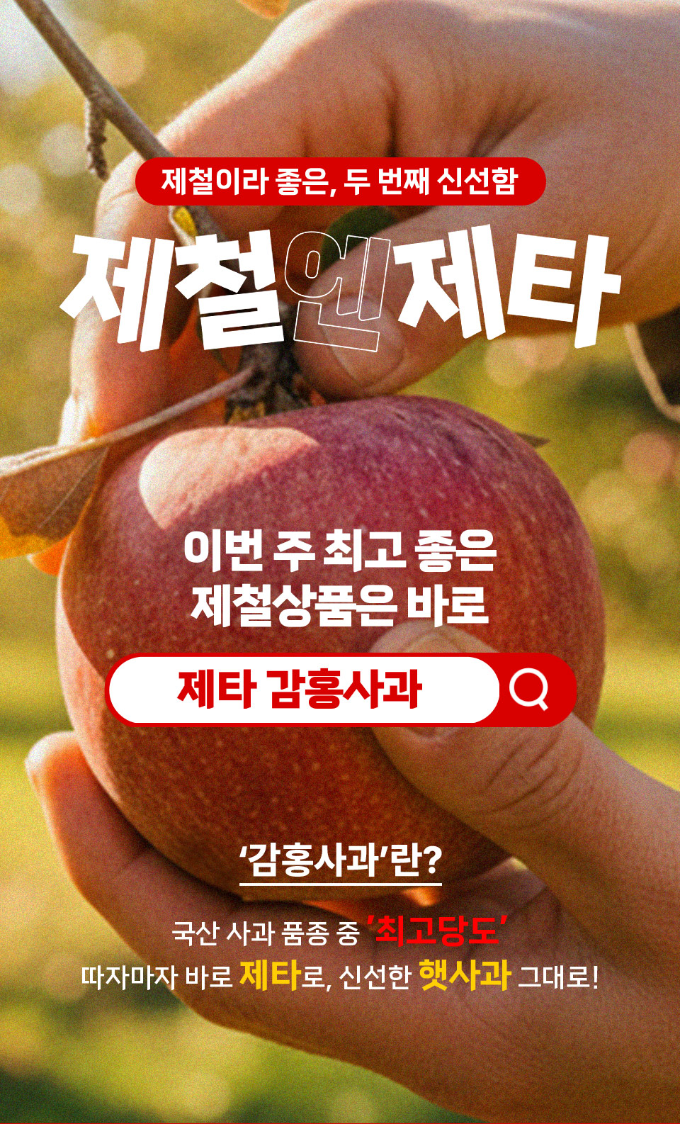 제철이라 좋은, 두 번째 신선함 제철엔제타
이번 주 최고 좋은 제철상품은 바로 제타 감홍사과
감홍사과란? 국산 사과 품종 중 최고당도 따자마자 바로 제타로, 신선한 햇사과 그대로!