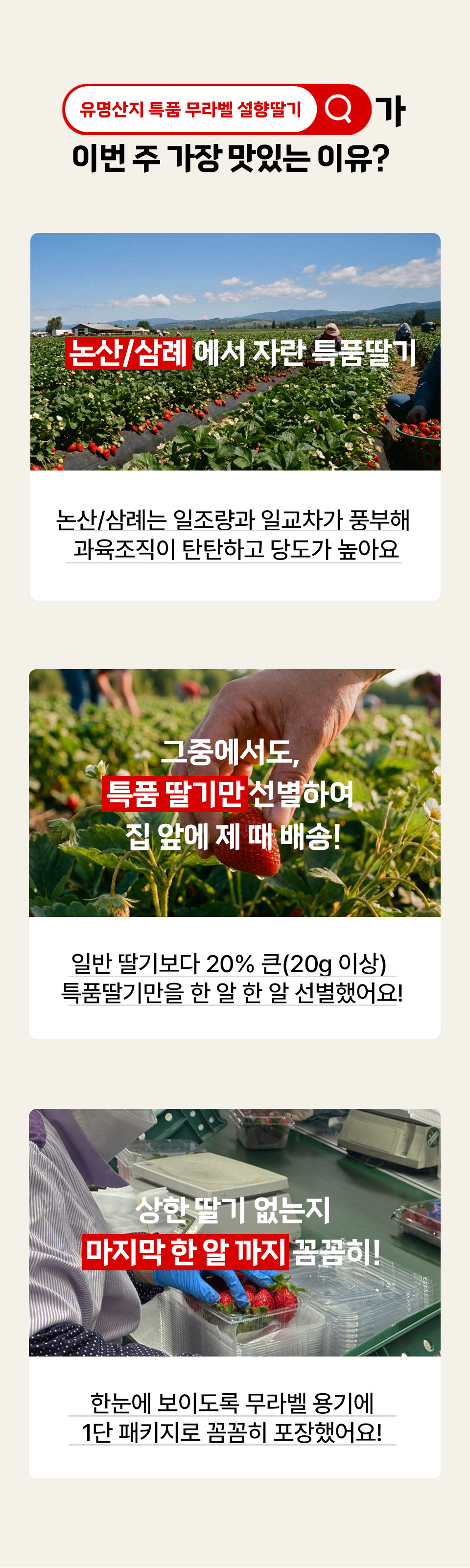 유명산지 특품 무라벨 설향딸기가 이번 주 가장 맛있는 이유? 논산, 삼례에서 자란 특품 딸기 논산, 삼례는 일조량과 일교차가 풍부해 과육조직이 탄탄하고 당도가 높아요.
그중에서도 특품 딸기만 선별하여 집 앞에 제 때 배송! 일반 딸기보다 20% 큰(20g 이상) 특품딸기만을 한 알 한 알 선별했어요. 
상한 딸기 없는지 마지막 한 알 까지 꼼꼼히 한눈에 보이도록 무라벨 용기에 1단 패키지로 꼼꼼히 포장했어요.