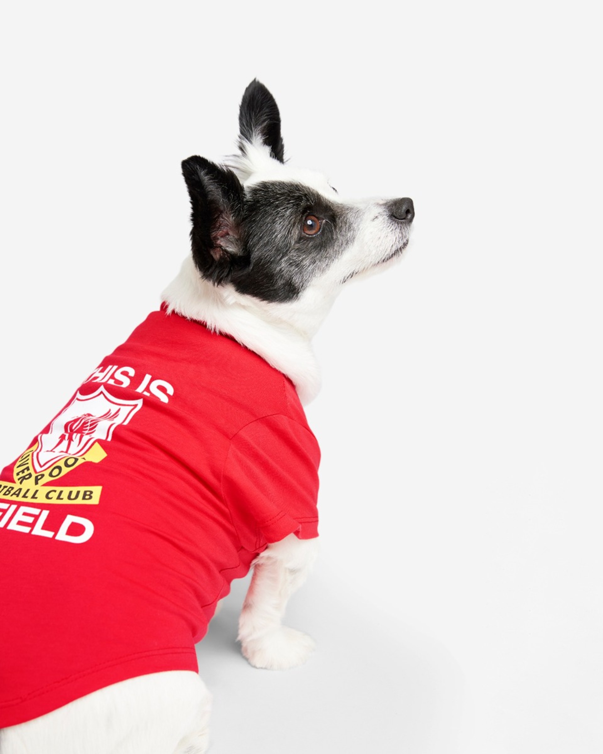 LFC Dog Dette er Anfield Tee - Image 3