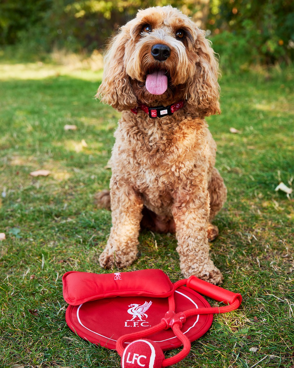 LFC Dog Toy Set - Image 2