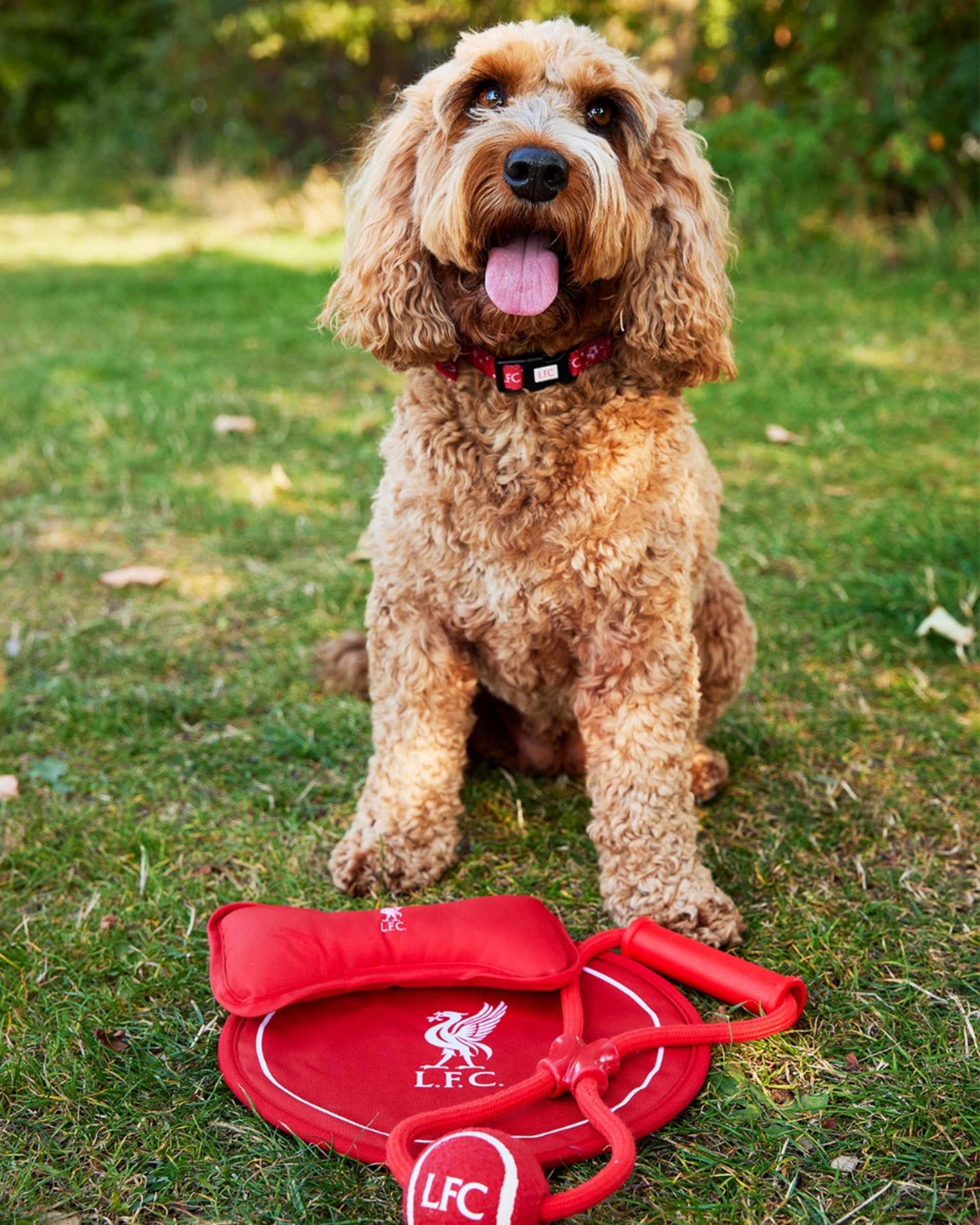 Ensemble de jouets pour chiens LFC - Image 2