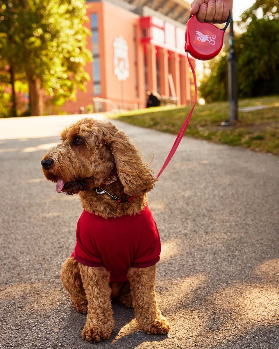LFC Hi-Vis Dog Lead - Image 3