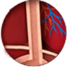 Diagram of Esophageal Sphincter