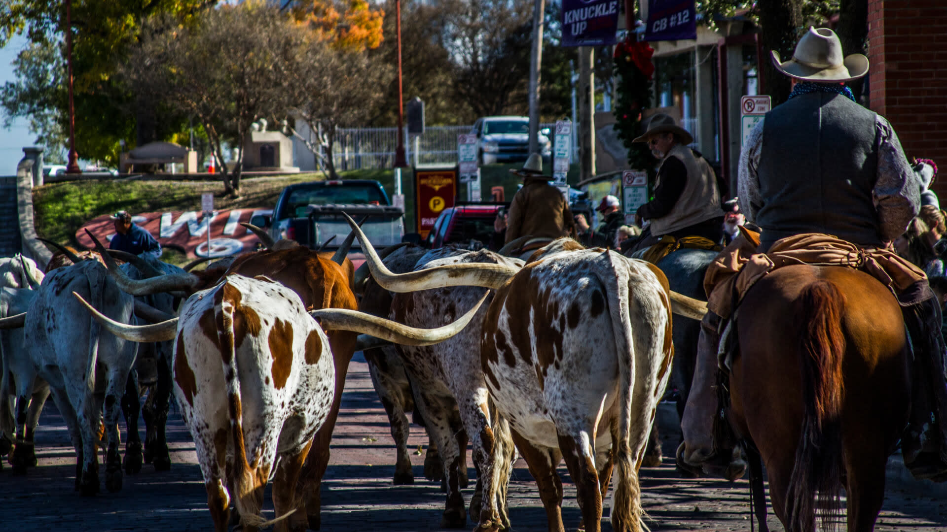 Bulls on a street