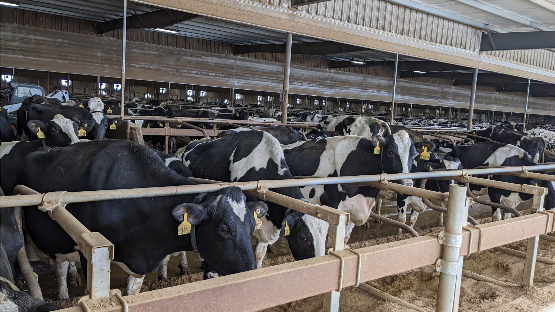 cows in a barn