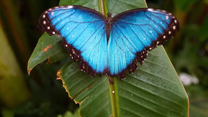 The Menelaus blue butterfly on a big green leaf inspires bioarchitecture.