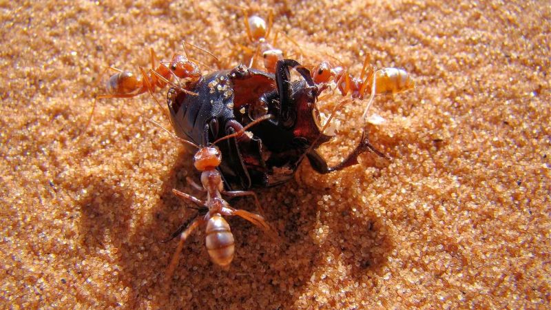 Saharan desert ants have highly developed adaptations to stay cool in the desert heat, which can inspire better building design.