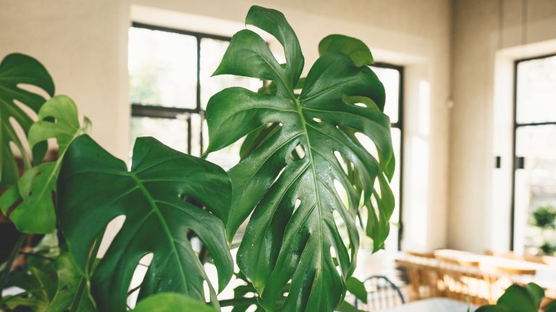 The popular indoor plant Monstera has lessons for architectural design.