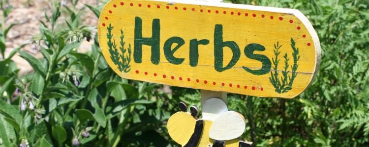 herb garden kit for elderly woman.width-800