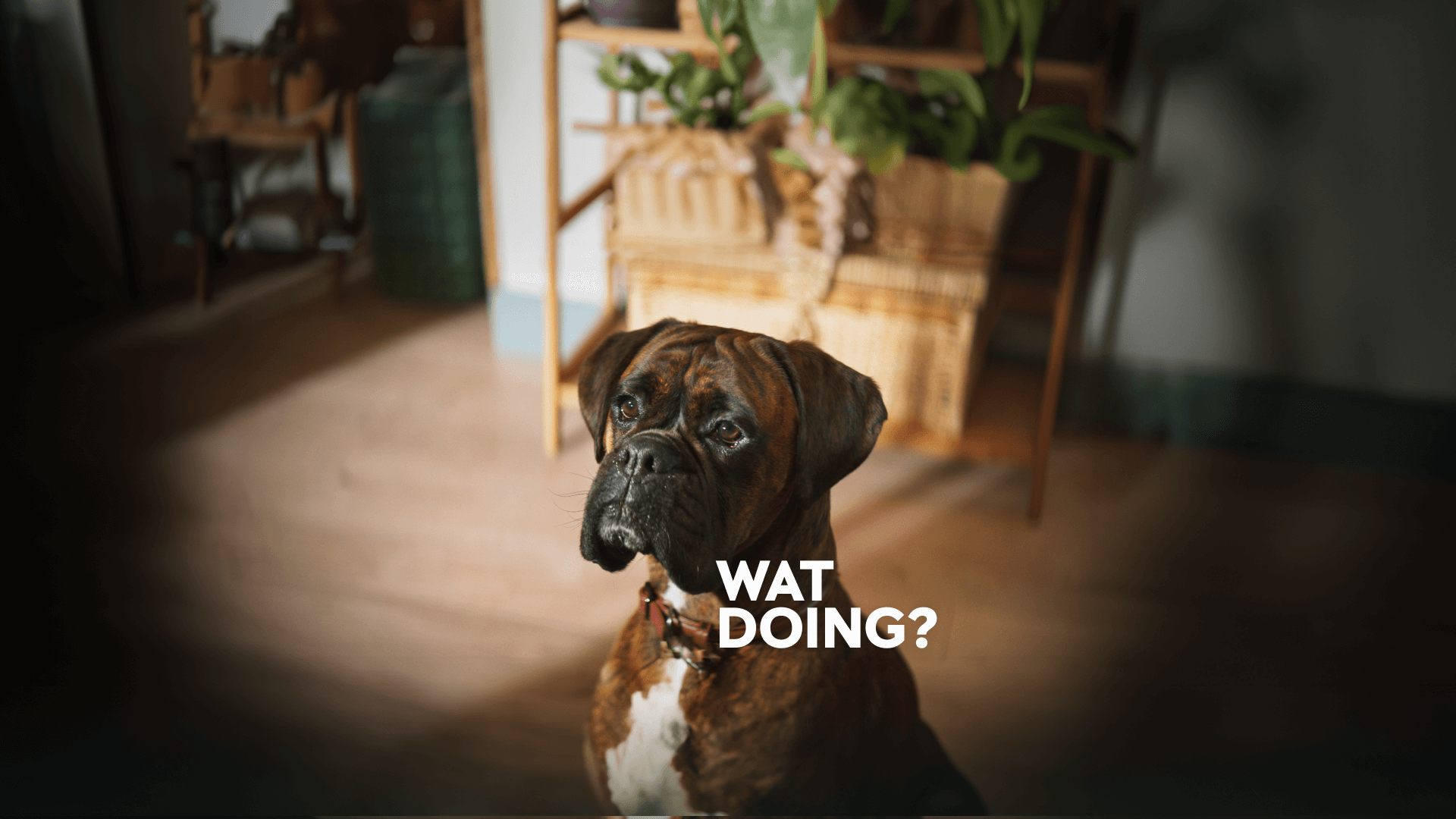 Home hero background NZ