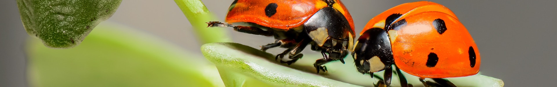 A couple of lady bugs