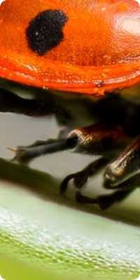 A couple of lady bugs