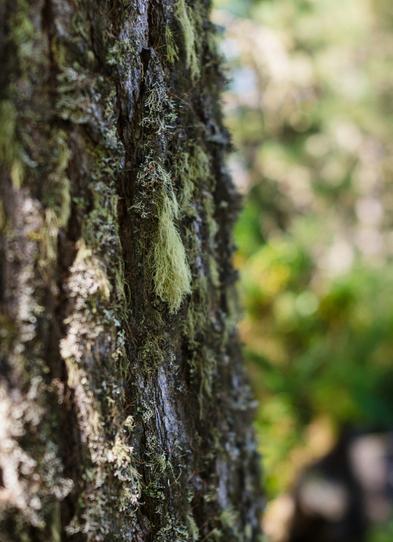 Your Apprenticeship at Odlo tree image